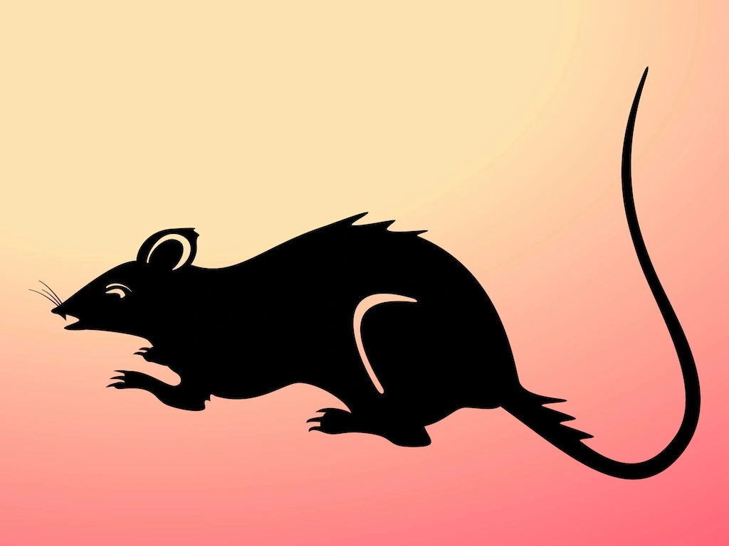Rat Control Cost in Durban