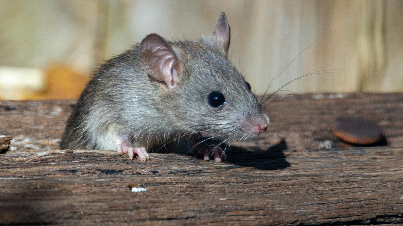 Brown rat sitting on a wooden beam