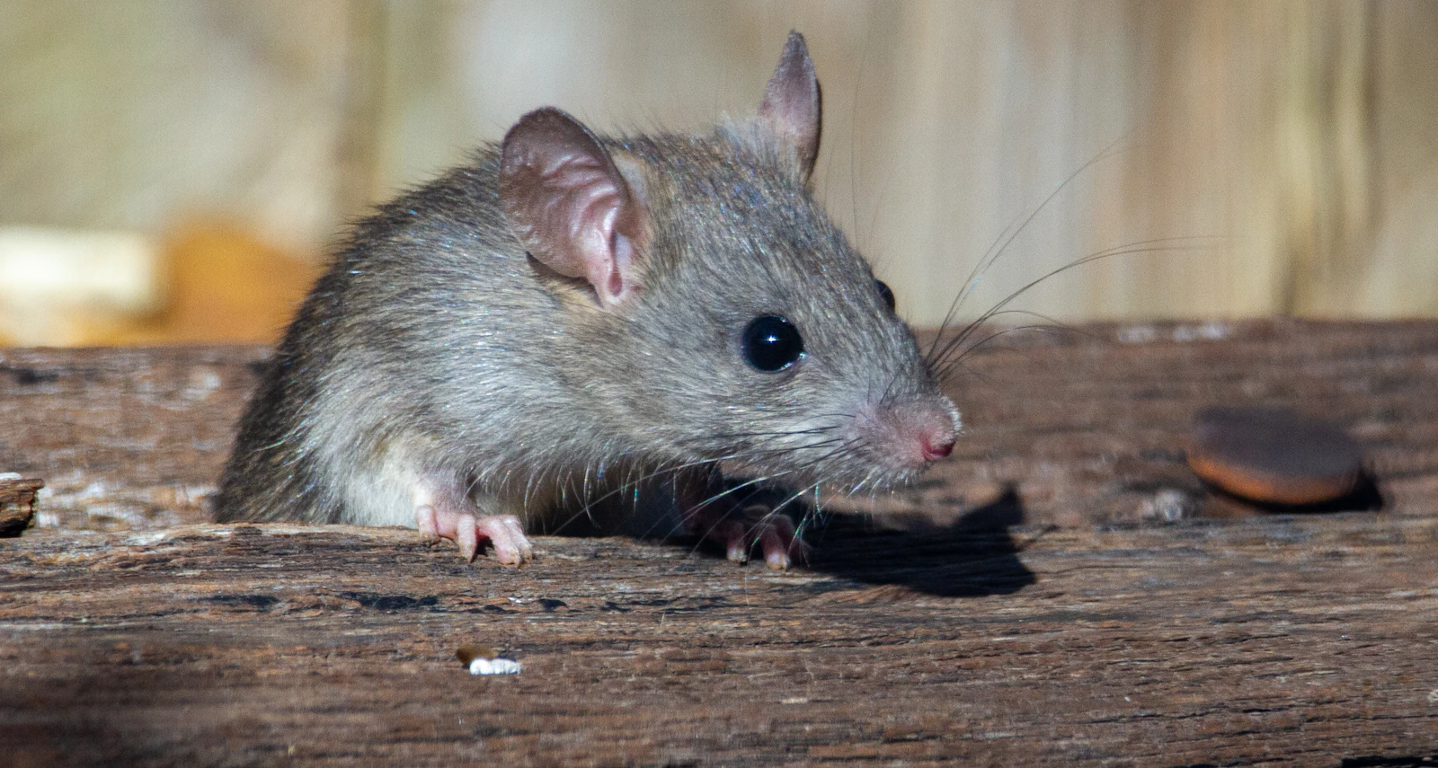Brown rat sitting on a wooden beam