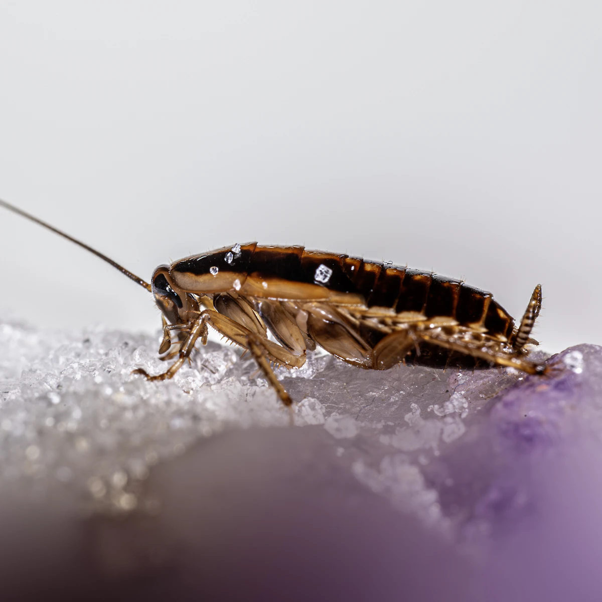 Cockroach close-up
