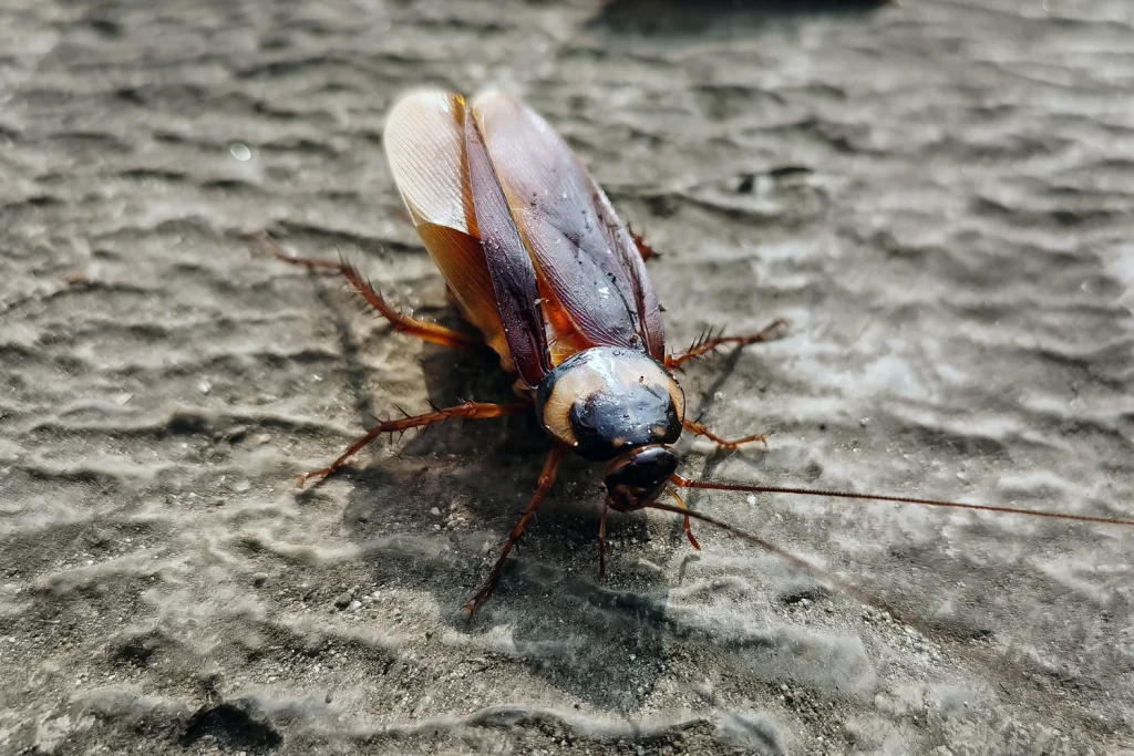 Cockroach on a grey surface