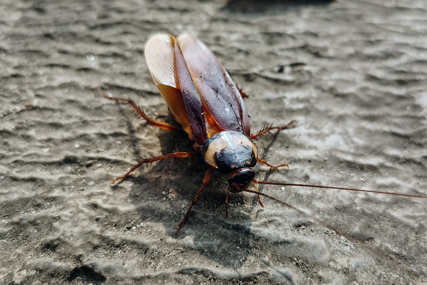 Cockroach on a grey surface