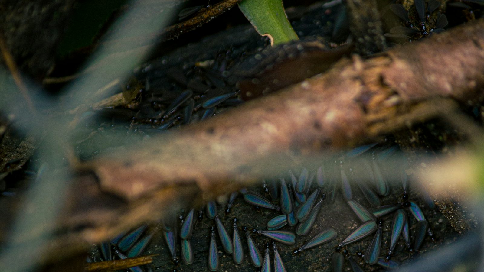 Shed wings and winged termites on the ground after a summer swarm