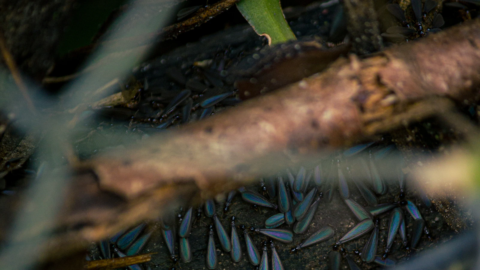 Shed wings and winged termites on the ground after a summer swarm