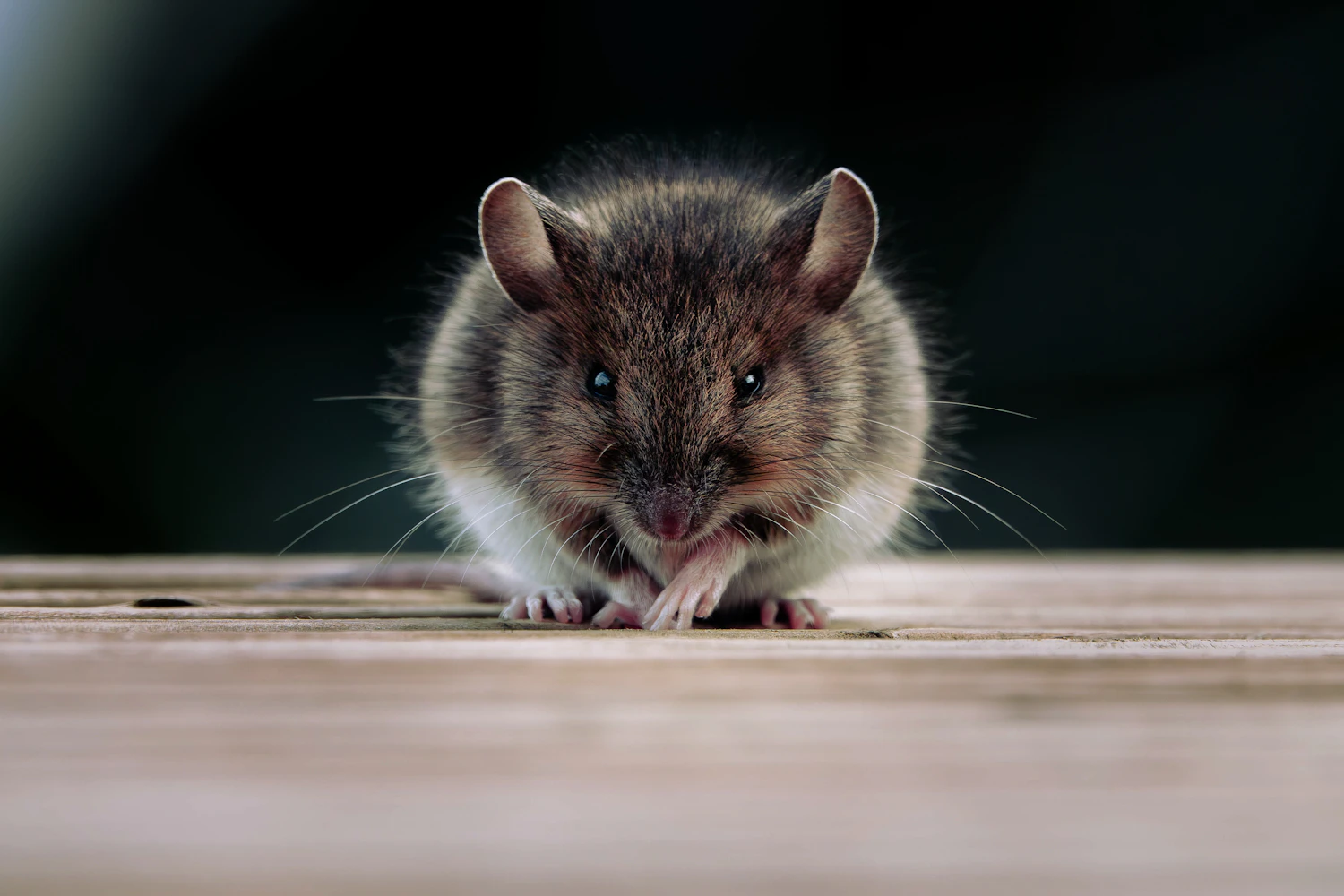 Mouse on a wooden surface in a dark room