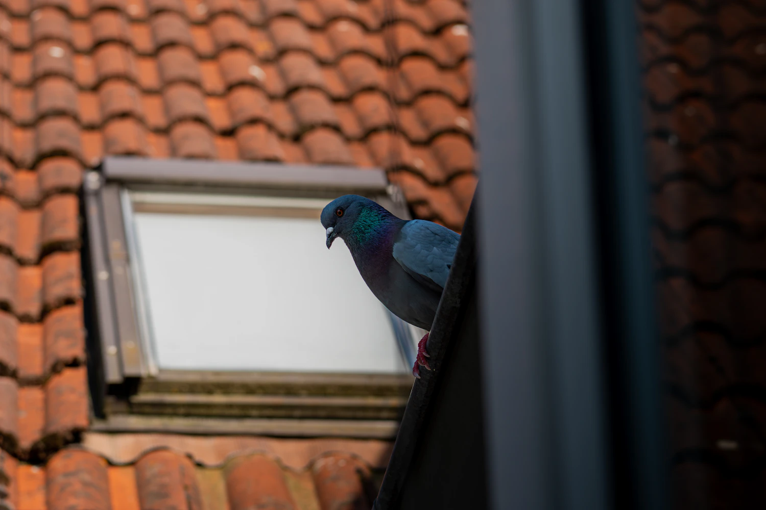 Pigeon perched on a tiled roof next to a skylight