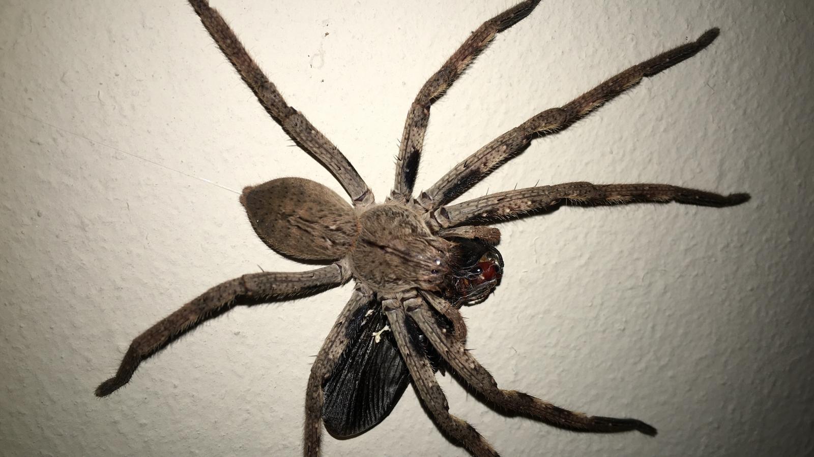 Rain spider (Palystes superciliosus) on a white wall inside a house