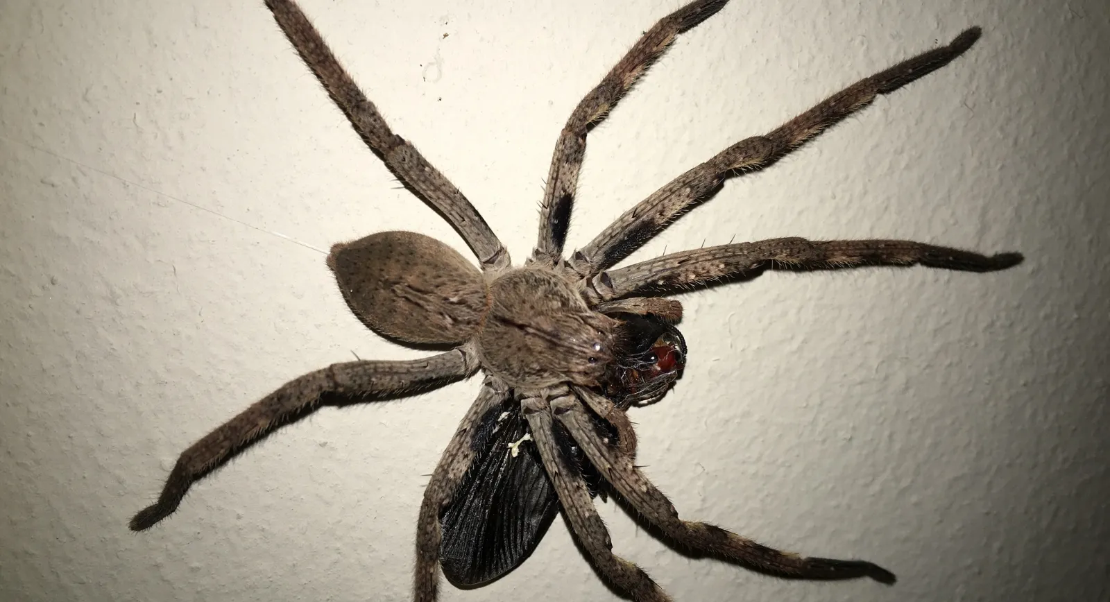 Rain spider (Palystes superciliosus) on a white wall inside a house