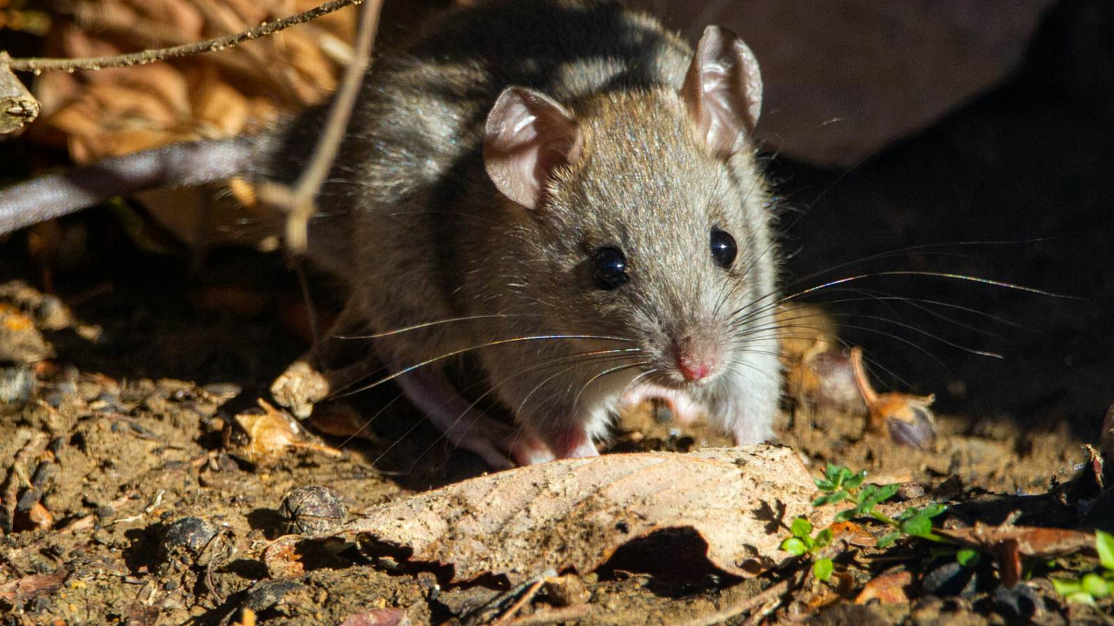 Rat among dry leaves at the edge of a garden