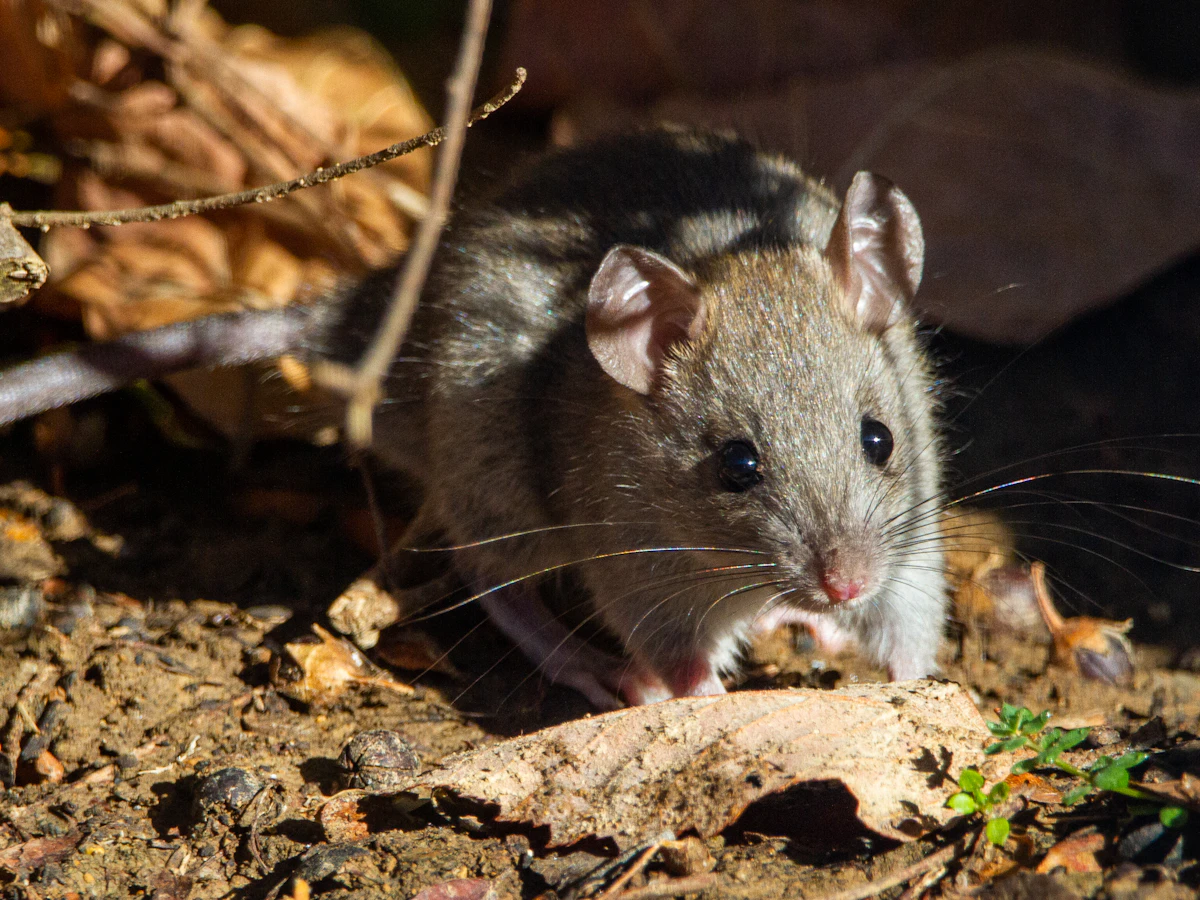Rat among dry leaves at the edge of a garden