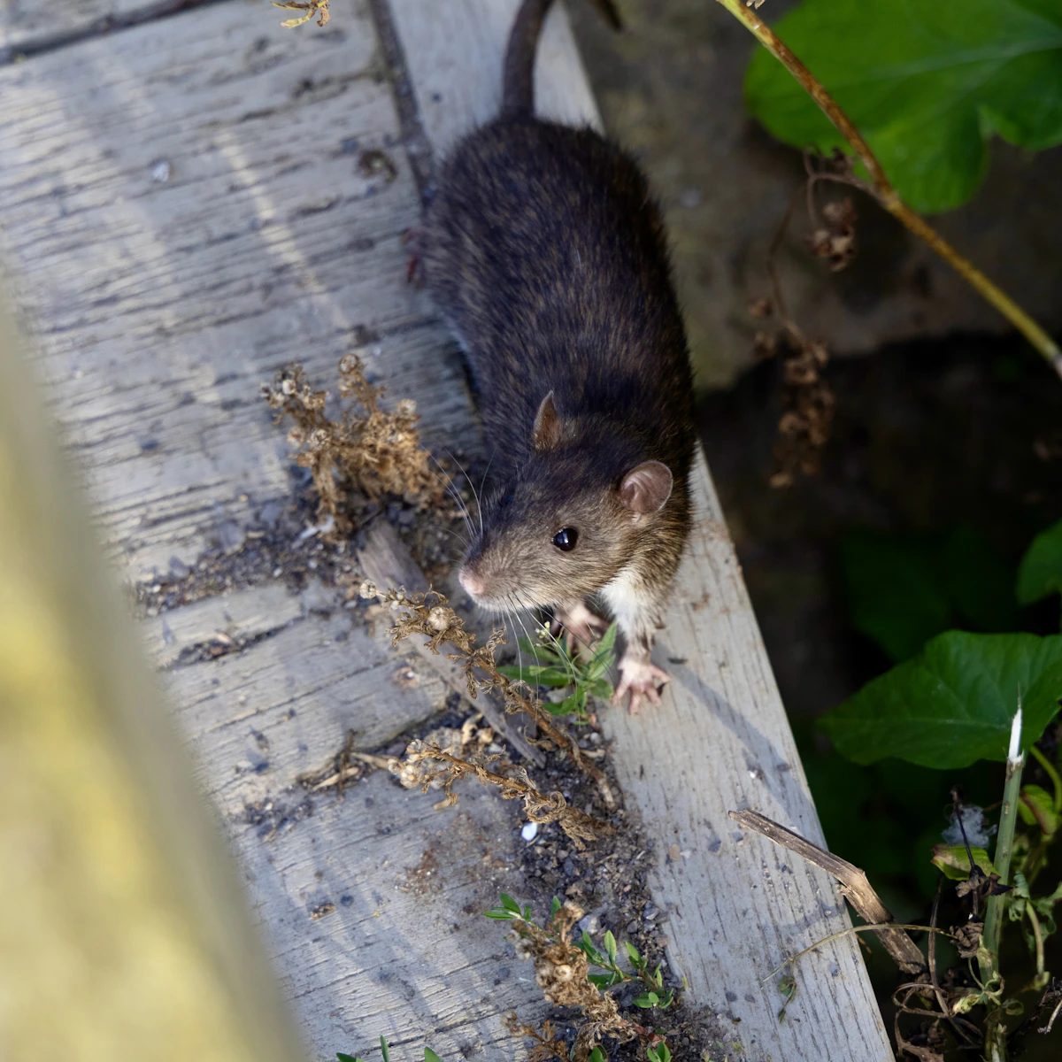 Rat on a wooden ledge beside plants