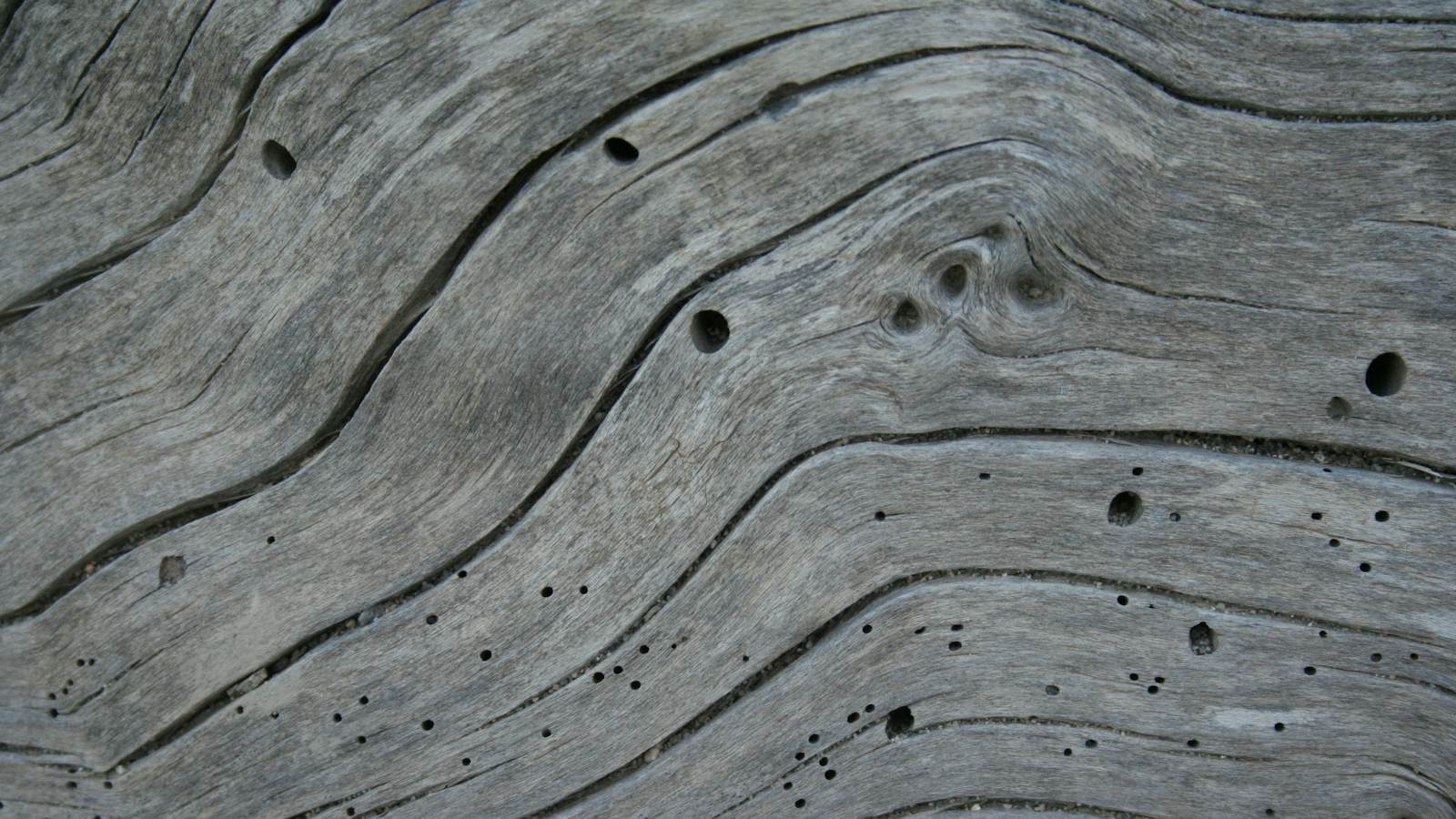 Small exit holes left by wood borer beetles in timber