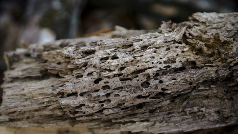 Old timber eaten through by wood-boring insects