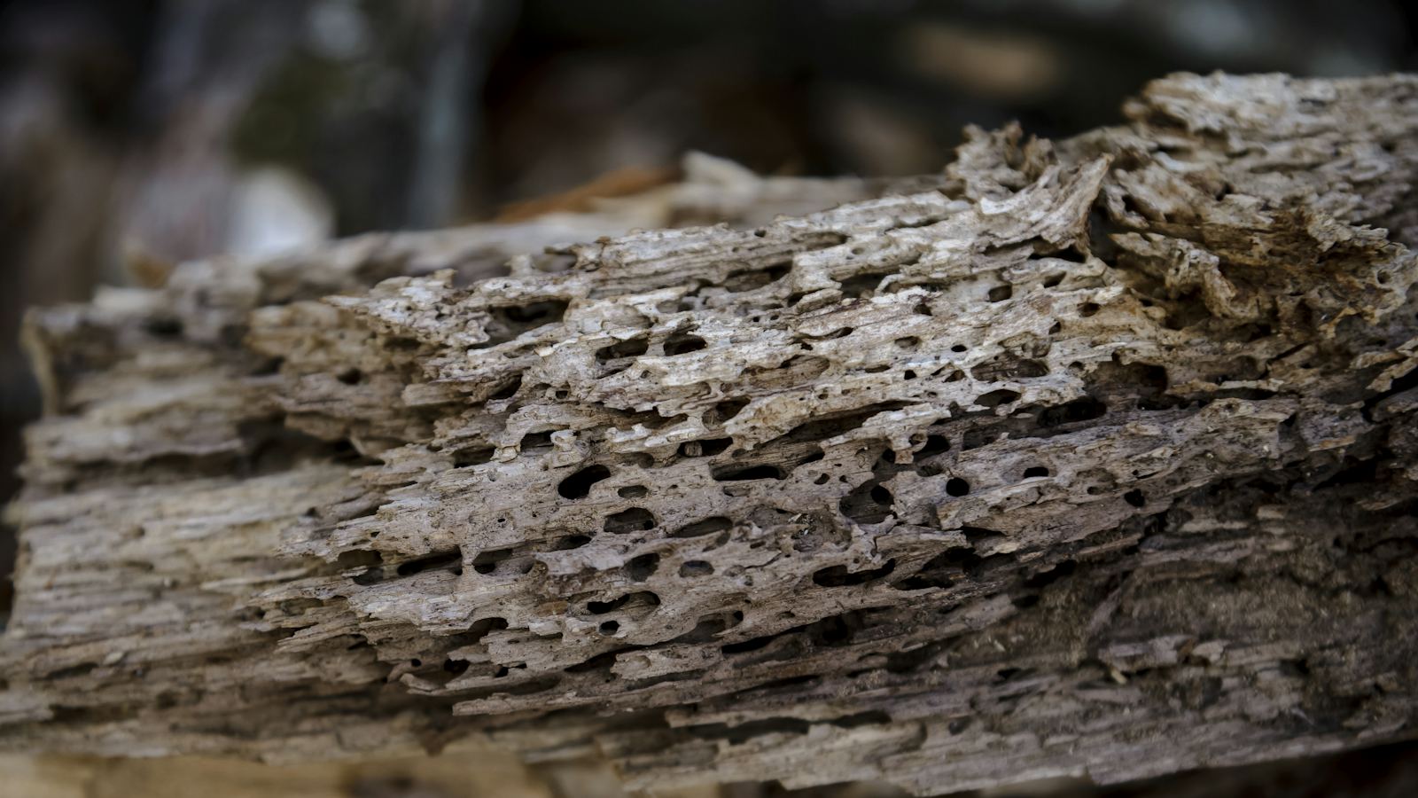 Old timber eaten through by wood-boring insects